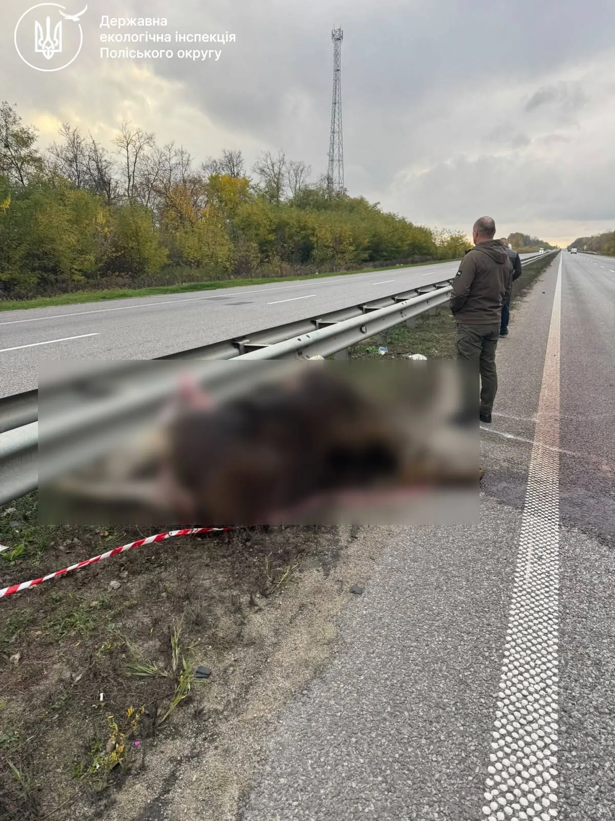 Збита червонокнижна лосиха вимагала спеціальної процедури утилізації