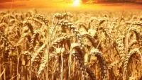 ціна на пшеницю в Україні