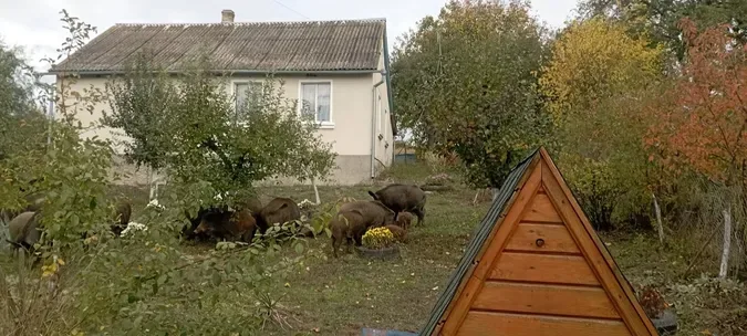На подвір’ї волинянки серед білого дня господарювали дикі кабани із поросятами (фото)