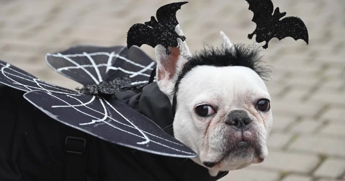 В Одесі відбулася Halloween-вечірка собак