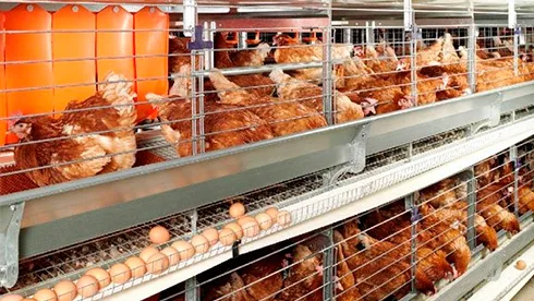 Експорт яєць з України зріс на 20%