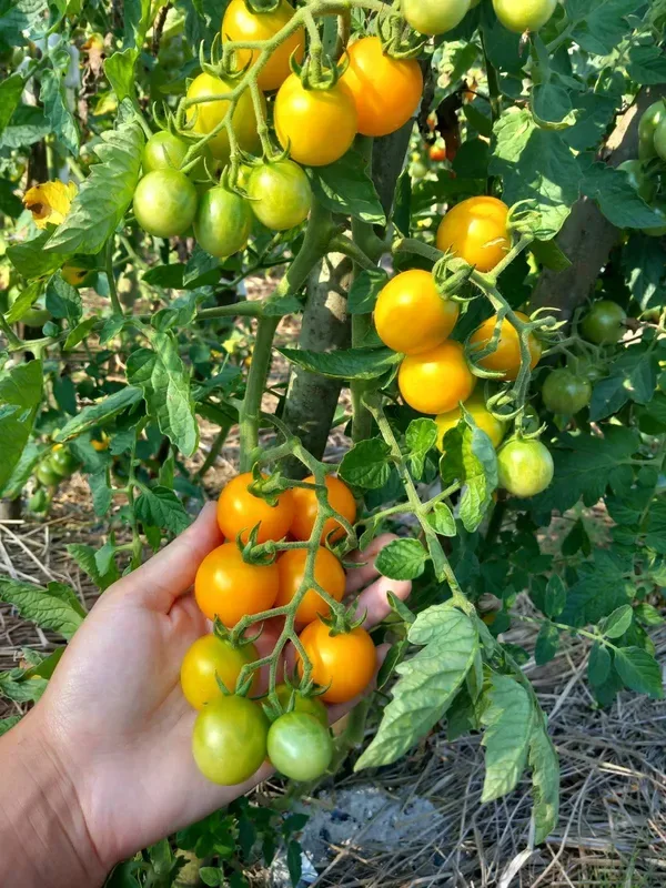 Від 50 кущів до тисячі: як родина на Волині перетворила город на помідорне царство (фото)
