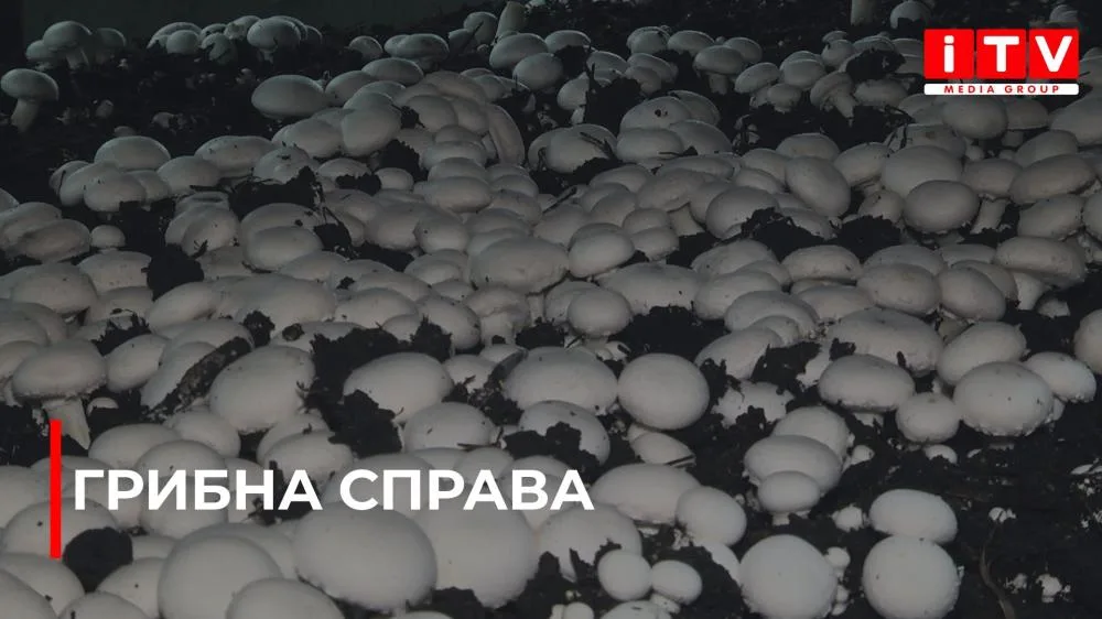 Як вирощують печериці на Рівненщині та скільки вони коштують? (ВІДЕО)
