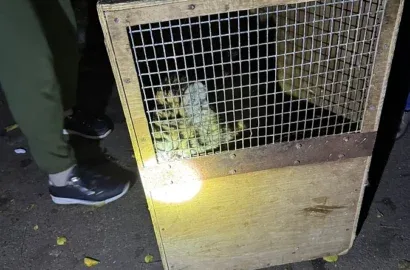 Упіймана маленька тигриця, яка втекла з Миколаївського зоопарку