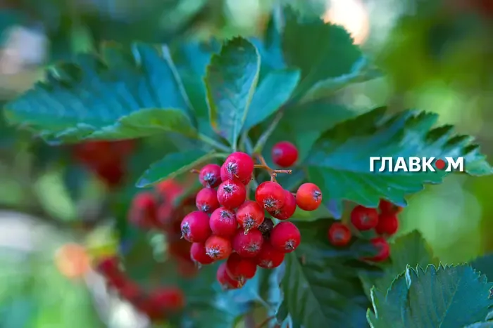 Холодний четвер з дощами та заморозками: погода на 15 жовтня 2026 року