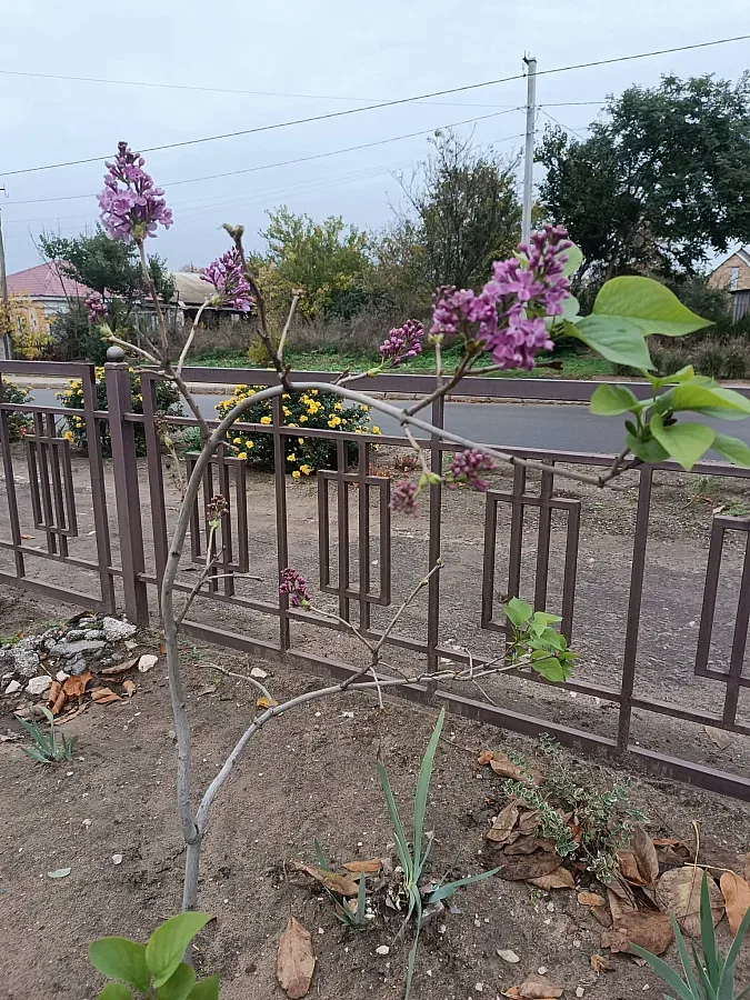 Бузок, що зацвів наприкінці жовтня в селі поблизу Миколаєва