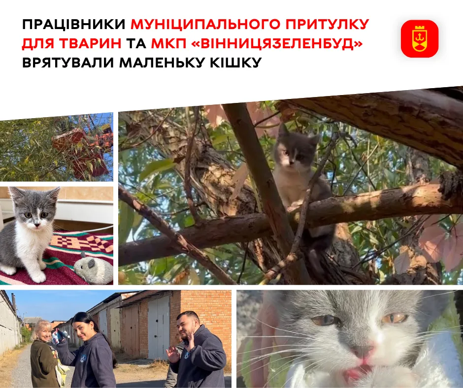 Врятоване в Можайці кошеня вже оселилося в новій родині