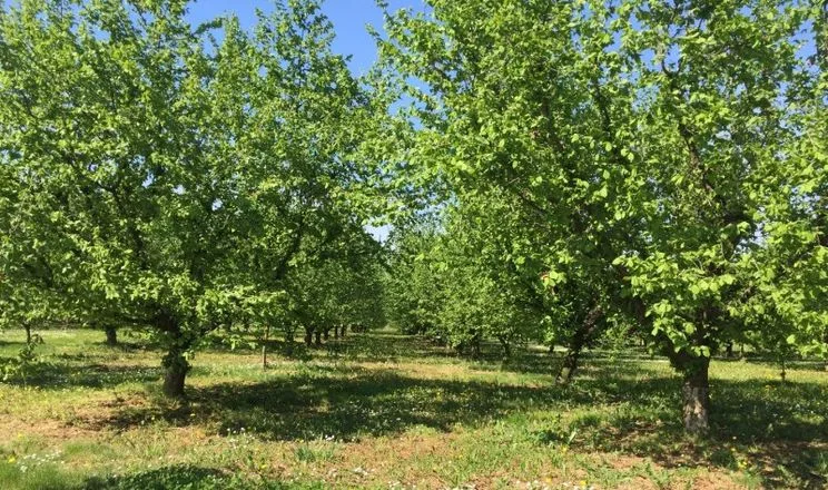 Живлення фундука на пісках потребує калію та органіки
