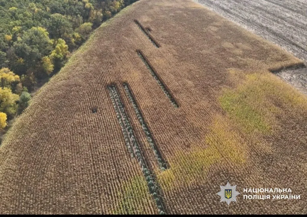 На Білоцерківщині “фермери” вирощували коноплю в кукурудзі: вилучено понад 50 кг канабісу