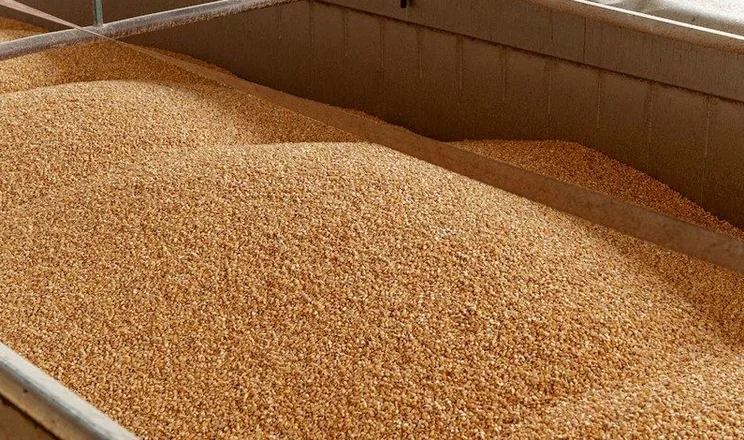 Єгипет майже на 50% скоротив закупівлі чорноморської пшениці