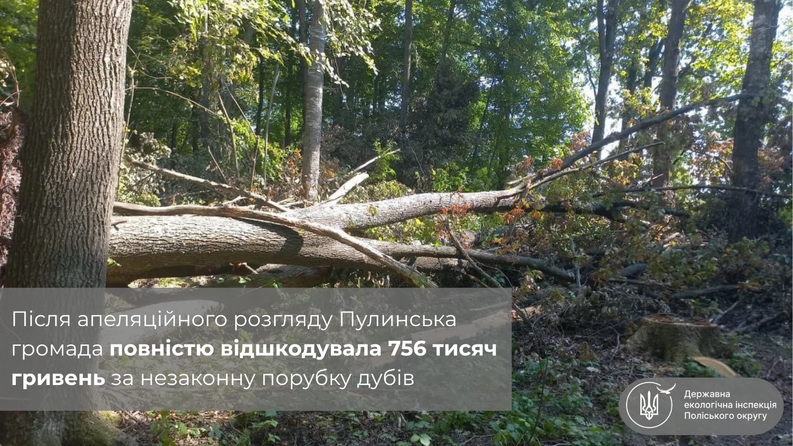 Зрубані біля Нарцизівки дуби обійшлися громаді у 756 тисяч