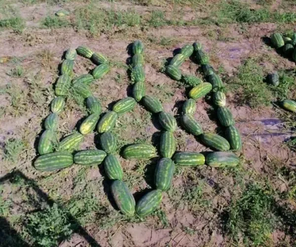 Не гірші за херсонські: на Волині фермер&nbsp;зібрав 120 тонн солодких кавунів з двох гектарів (фото)