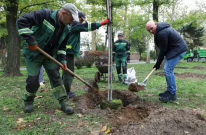 Висаджування молодих кленів і верб на Флотському бульварі в Миколаєві