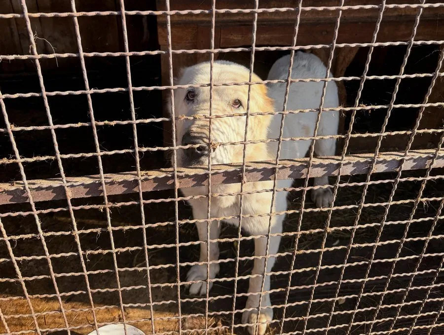 Поліцейські досі не знайшли власника алабаїв, які загризли йоркширського тер’єра