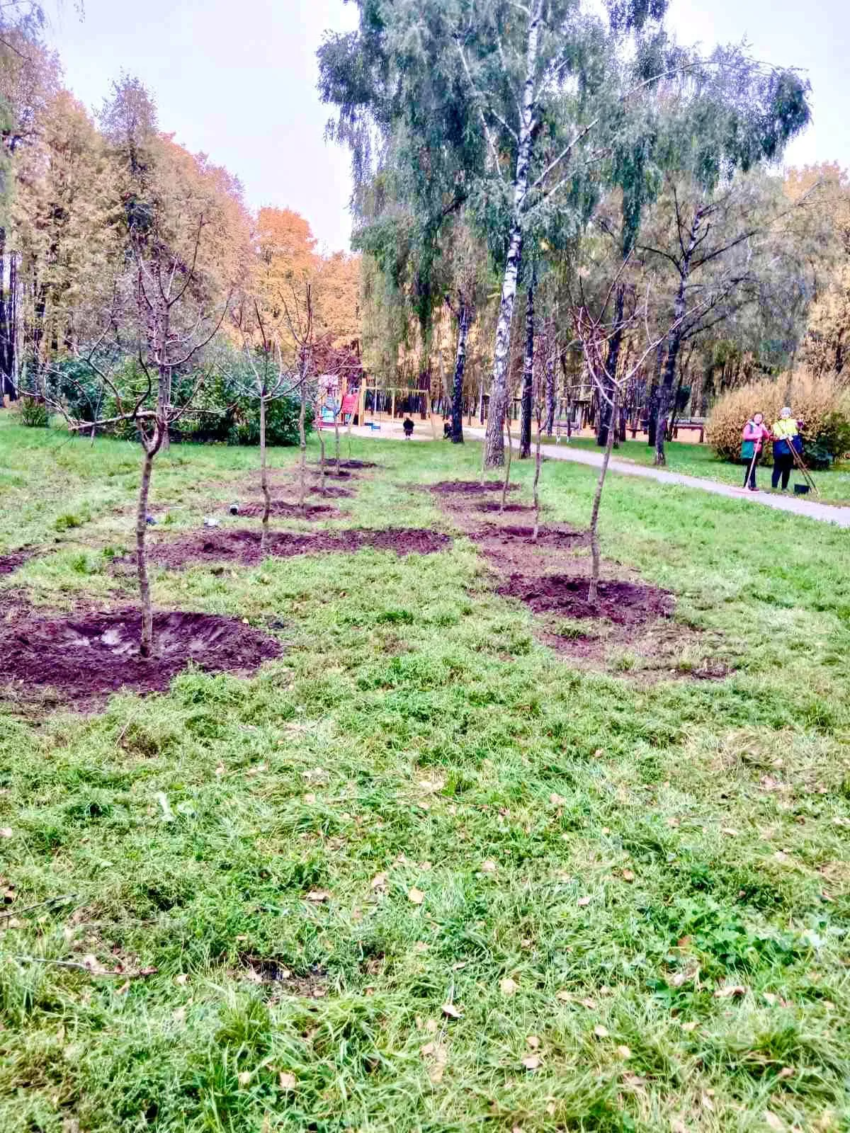 У Святошинському районі висадили 65 молодих дерев (фото)