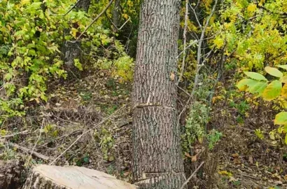 Незаконна вирубка дубів і ясенів у полезахисних лісосмугах Кривоозерської громади