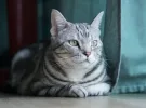 Американська короткошерста
