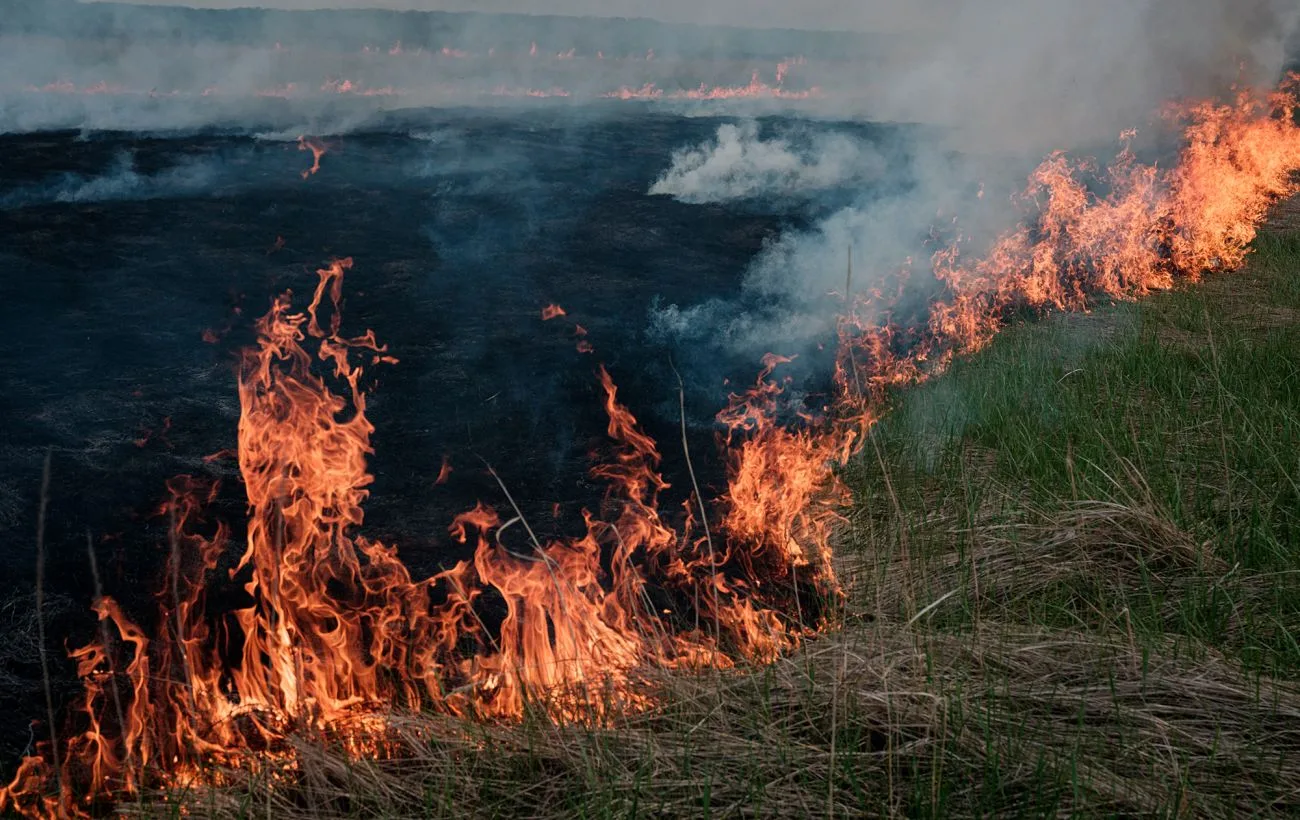 Внаслідок ворожого удару по Дунайському біосферному заповіднику знищено 146 гектарів унікальної екосистеми