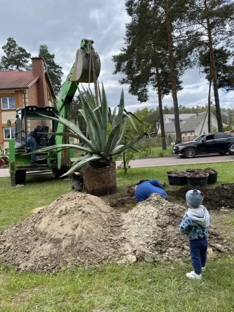 Вперше за 50 років: на Волині зацвіла велетенська блакитна агава (фото)
