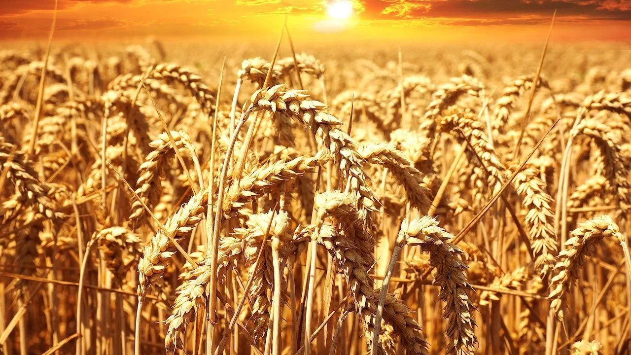 Ціна на пшеницю в Україні сьогодні: актуальна вартість за тонну ціна на пшеницю в Україні