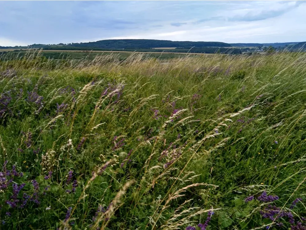 На Львівщині встановлять межі пам’ятки природи «Гора Кузяріна»