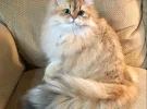 Перська кішка 