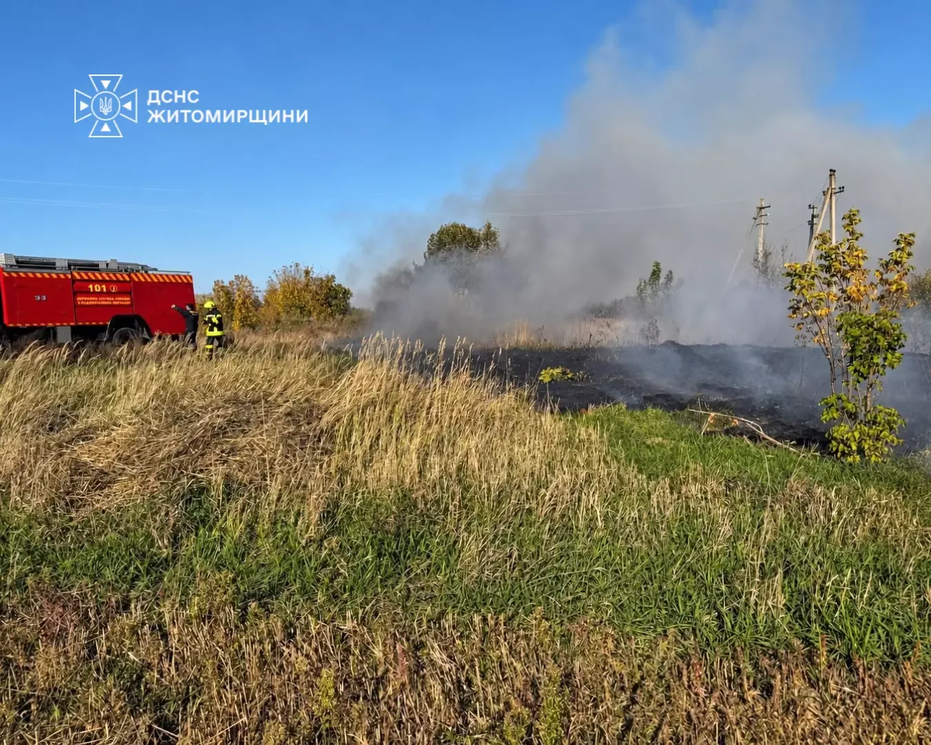 Пожежа у лісовій посадці на Житомирщині