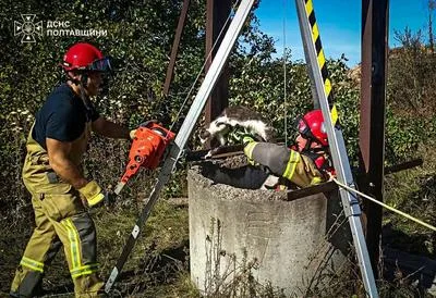На Полтавщині рятувальники витягли кота із закинутого колодязя