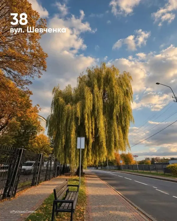 У Луцьку обирають найкрасивіше дерево міста (фото)
