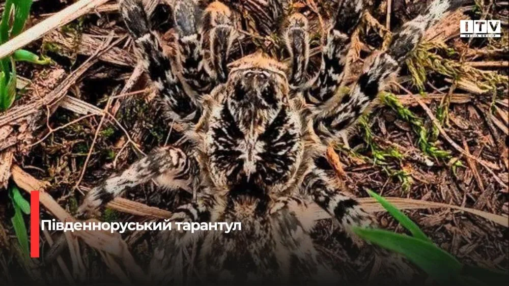 У нацпарку на Рівненщині знайшли велетенського тарантула