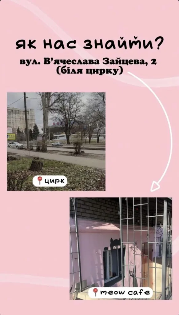 Котокафе Meow Cafe Запоріжжя