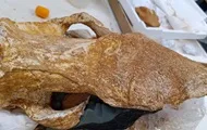 На Крите нашли череп носорога возрастом 8 млн лет