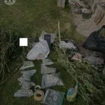 На Львівщині викрили групу, що вирощувала коноплі на мільйони гривень