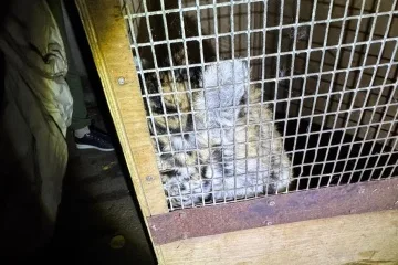 Директор Миколаївського зоопарку розповів, як ловили тигреня-втікача