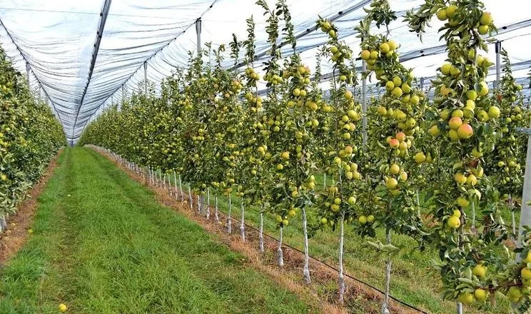 Всі яблуневі сади «Грінора Фрут» накриють градозахисною сіткою