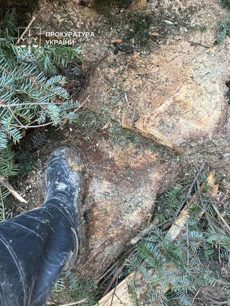 Деревину на десятки мільйонів вивозили з держпідприємства на Буковині