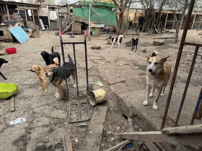 У Херсоні перевірять притулок “Шанс”