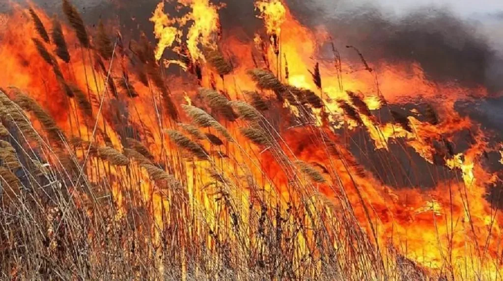 Через російський обстріл у Дунайському заповіднику знищено 146 га екосистем