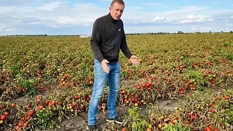 Томати гниють на полях Миколаївщини: фермерам нікуди здавати врожай