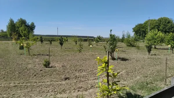 Єдиний в області: у селі на Волині створили унікальний шкільний дендропарк та «зелений клас» (фото)