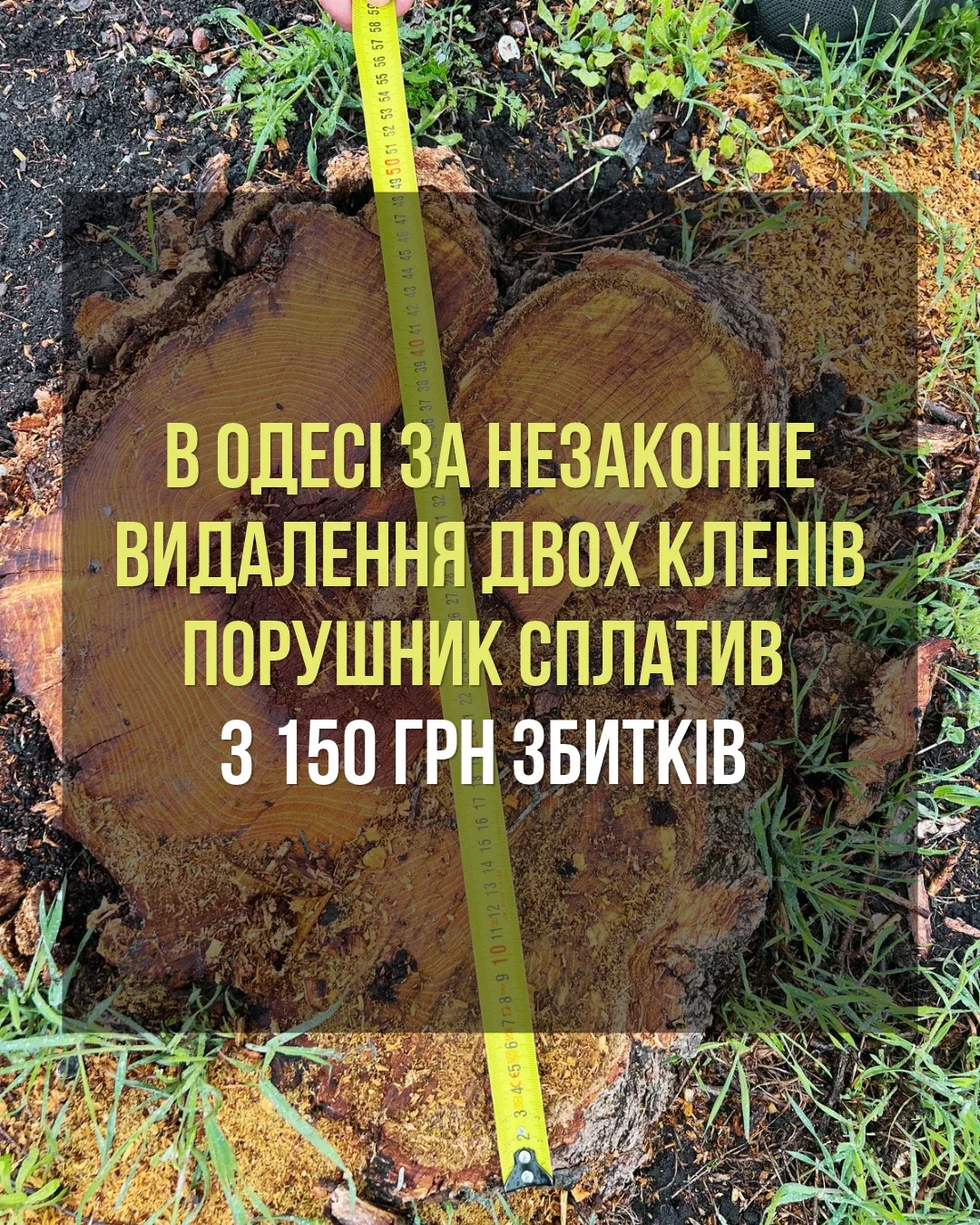 Навіть сухі дерева не можна прибирати без дозволу: в Одесі порушник відшкодував збитки за два клени