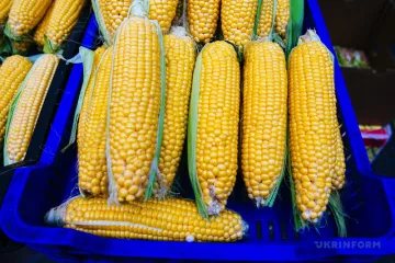 Ціни на кукурудзу в Україні впали нижче психологічного рівня 5000 грн/т - зернова біржа
