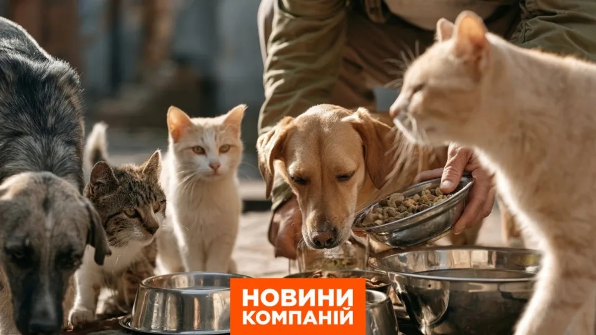 Маленькі кроки – велика допомога: як підтримати безпритульних хвостатих?