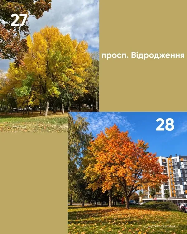 У Луцьку обирають найкрасивіше дерево міста (фото)