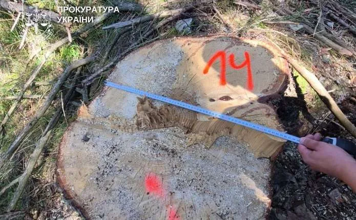 Незаконні мільйонні вирубки на Буковині: ще троє отримали підозри
