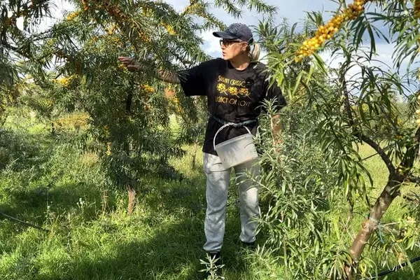 «Мамі треба спокій»: як волинянка в декреті вирощує обліпиху та продає врожай по Україні (відео)