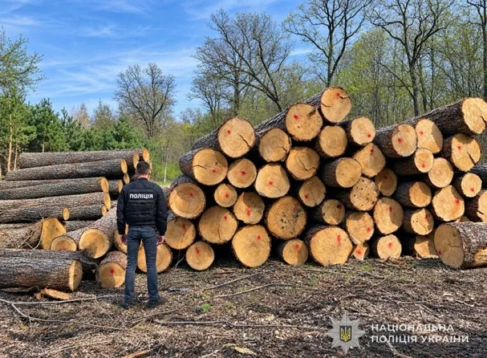 На Сумщині судитимуть керівника комунального лісгоспу за продаж деревини із збитками понад 9 млн грн
