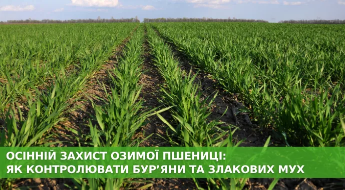 Осінній захист озимої пшениці: як контролювати бур’яни та злакових мух