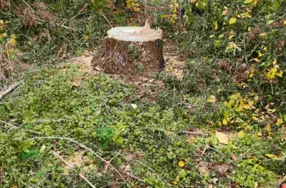 Незаконна вирубка дубів і ясенів у полезахисних лісосмугах Кривоозерської громади