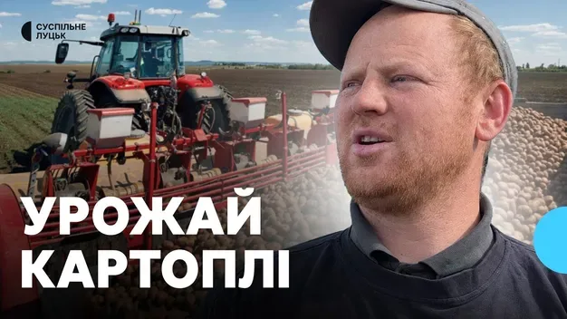 «Заробити на ній неможливо»: на Волині завершують збір картоплі (відео)